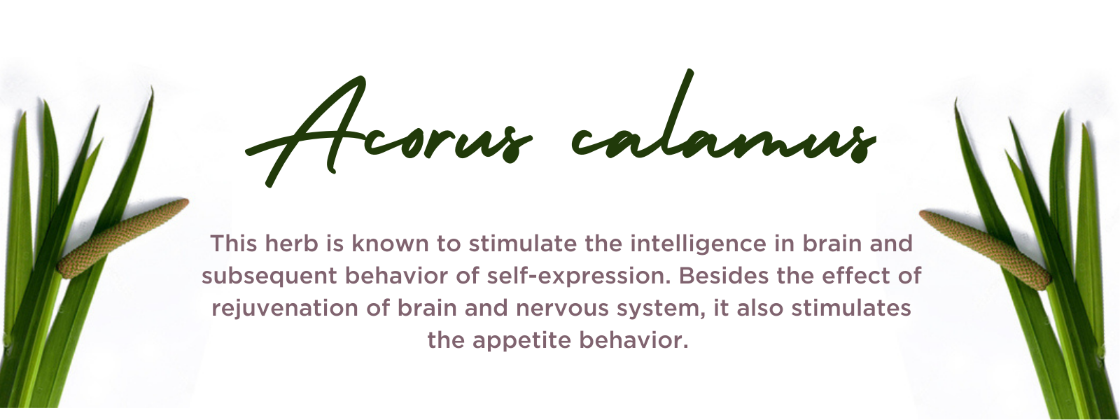 Acorus calamus- Health Benefits, Uses and Important Facts