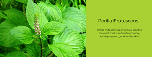 Perilla Frutescens - Health Benefits, Uses and Important Facts