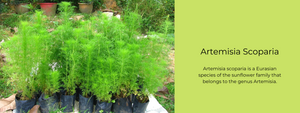 Artemisia Scoparia - Health Benefits, Uses and Important Facts