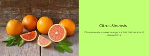 Citrus Sinensis – Health Benefits, Uses and Important Facts