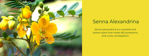 Senna Alexandrina- Health Benefits, Uses and Important Facts
