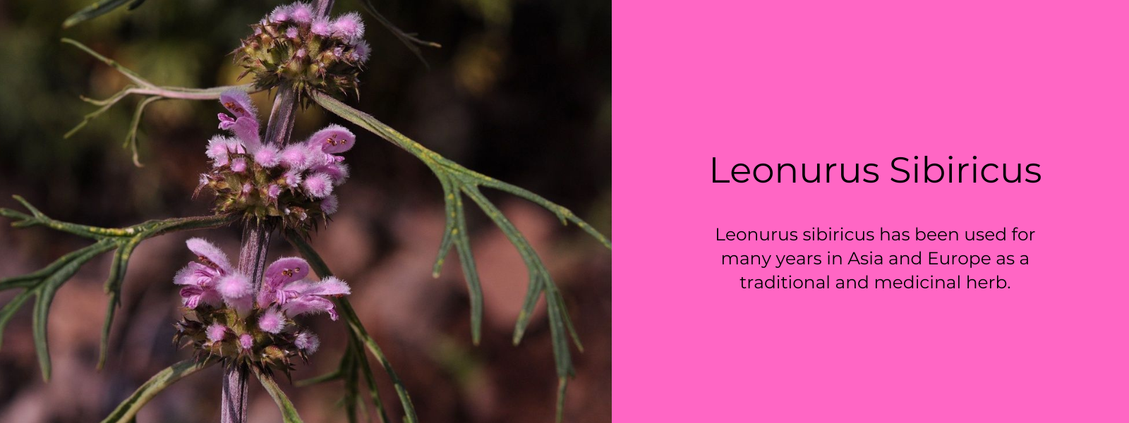 Leonurus Sibiricus - Health Benefits, Uses and Important Facts