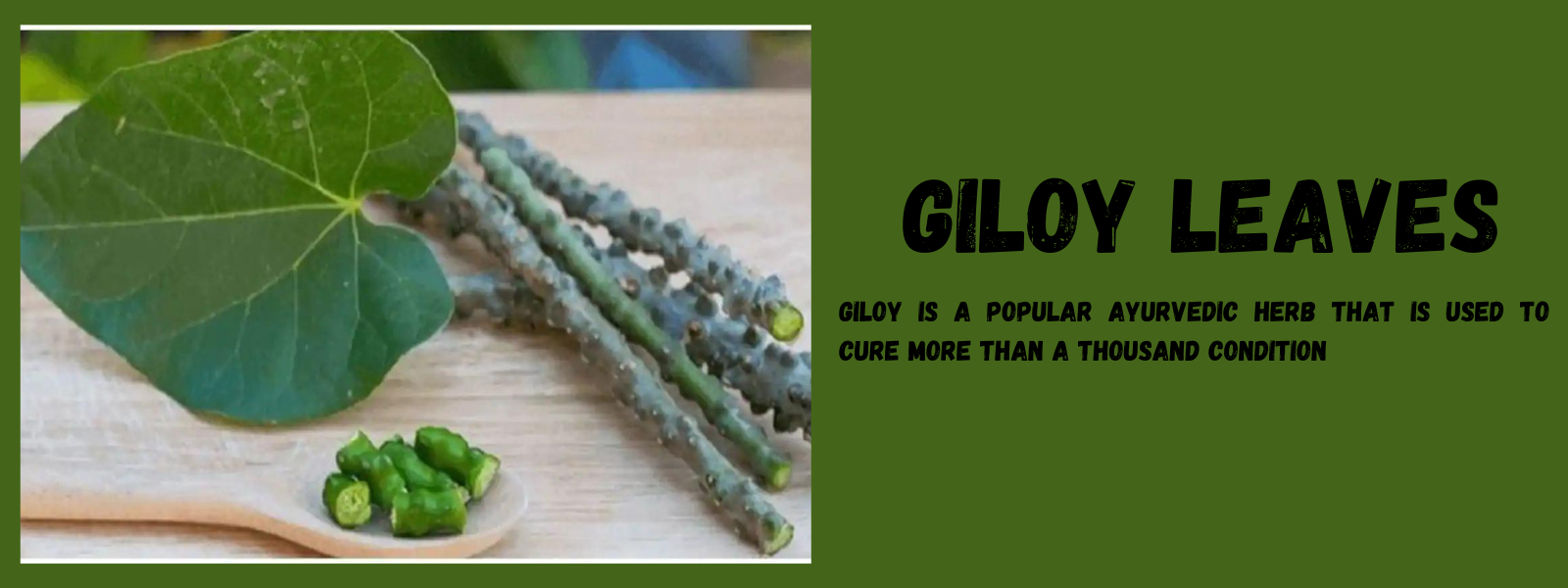 Giloy Leaves- Health Benefits, Uses and Important Facts