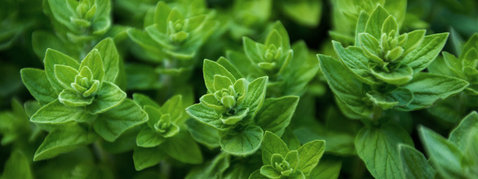 Basil seeds- Health Benefits, Uses and Important Facts