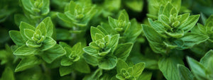 Basil seeds- Health Benefits, Uses and Important Facts