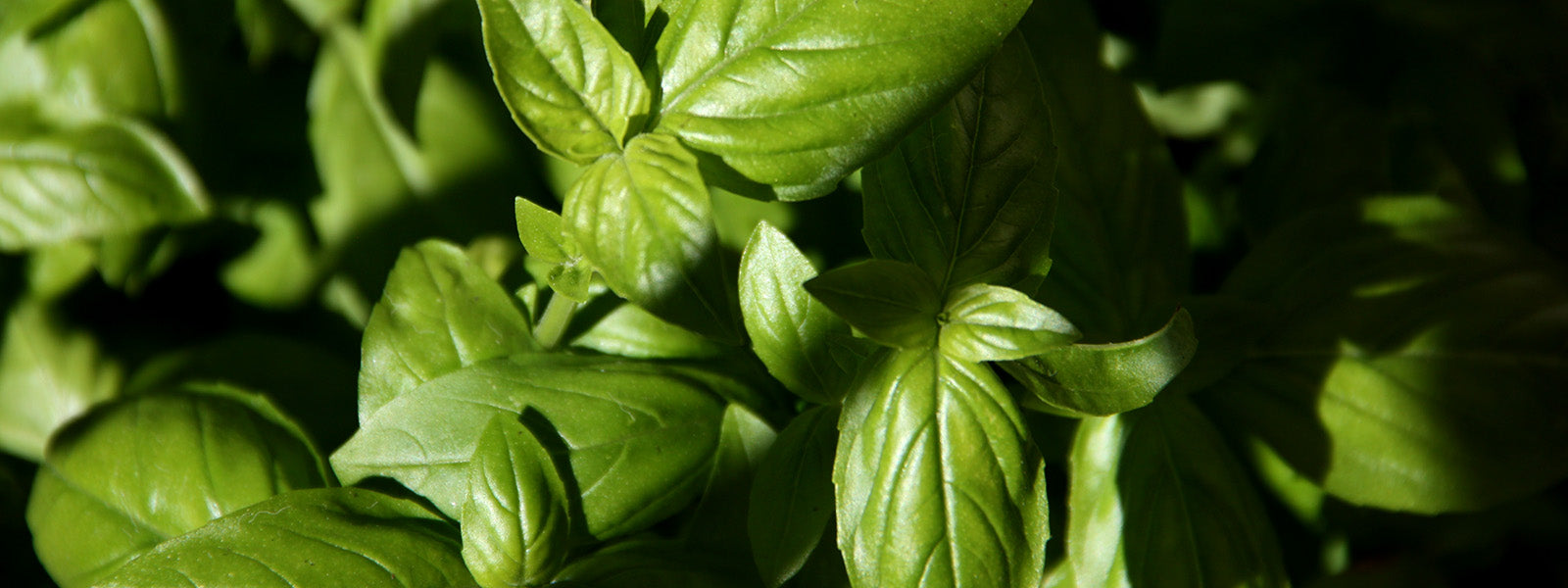 Basil- Health Benefits, Uses and Important Facts