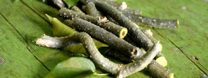 Giloy - Health Benefits, Uses and Important Facts