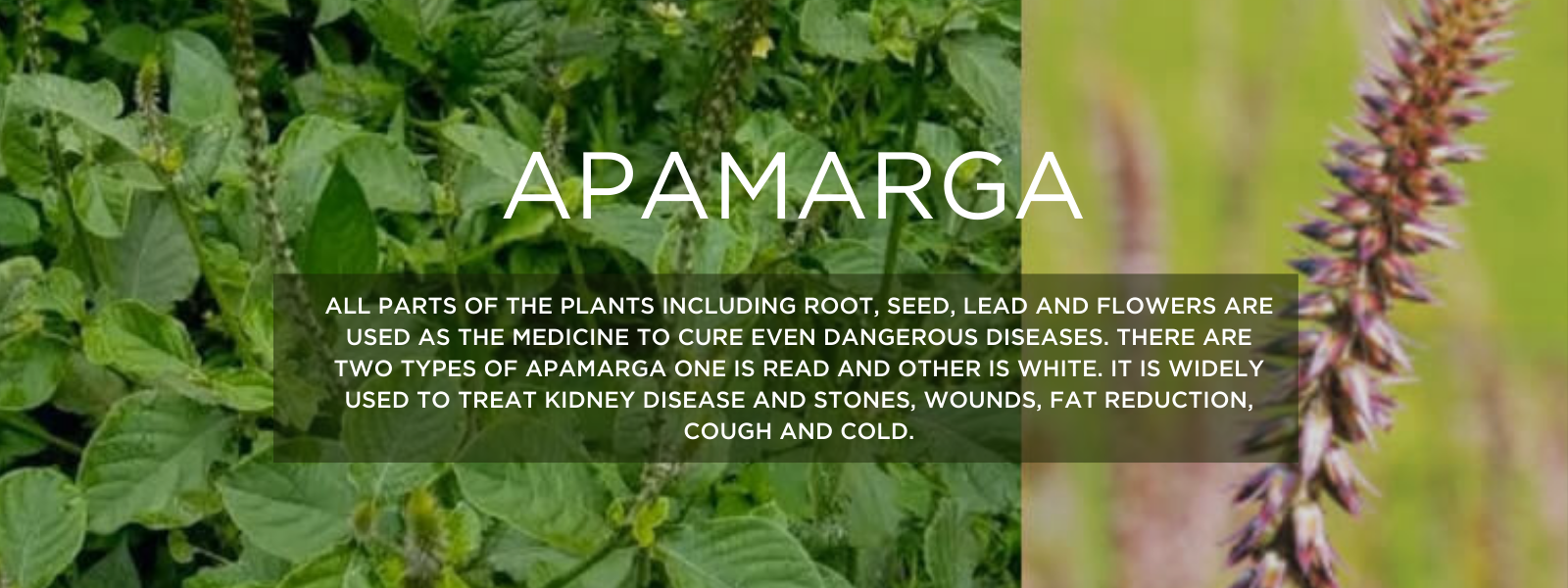 Apamarga- Health Benefits, Uses and Important Facts