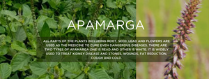 Apamarga- Health Benefits, Uses and Important Facts