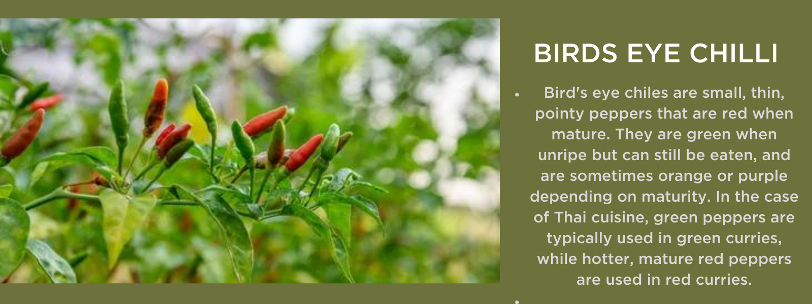 Birds eye chilli - Health Benefits, Uses and Important Facts