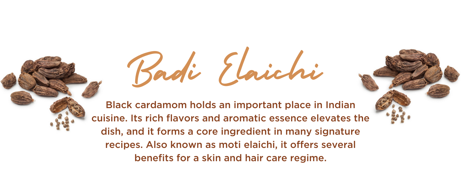 Badi elaichi - Health Benefits, Uses and Important Facts