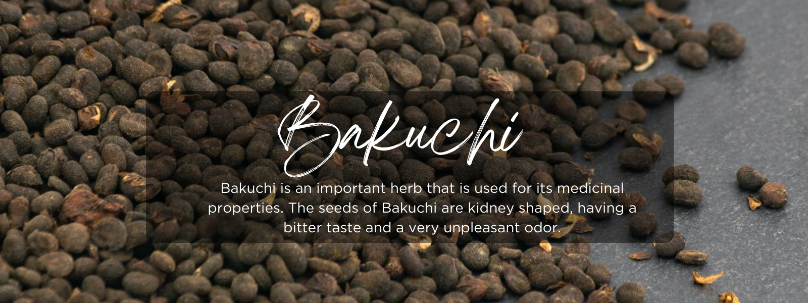 Bakuchi- Health Benefits, Uses and Important Facts