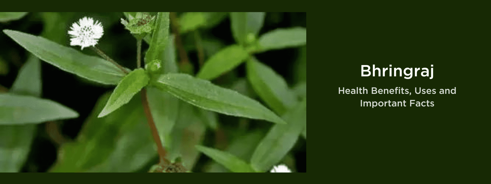 Bhringraj - Health Benefits, Uses and Important Facts
