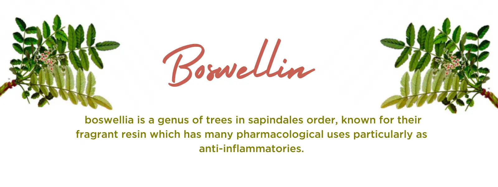 Boswellia - Health Benefits, Uses and Important Facts