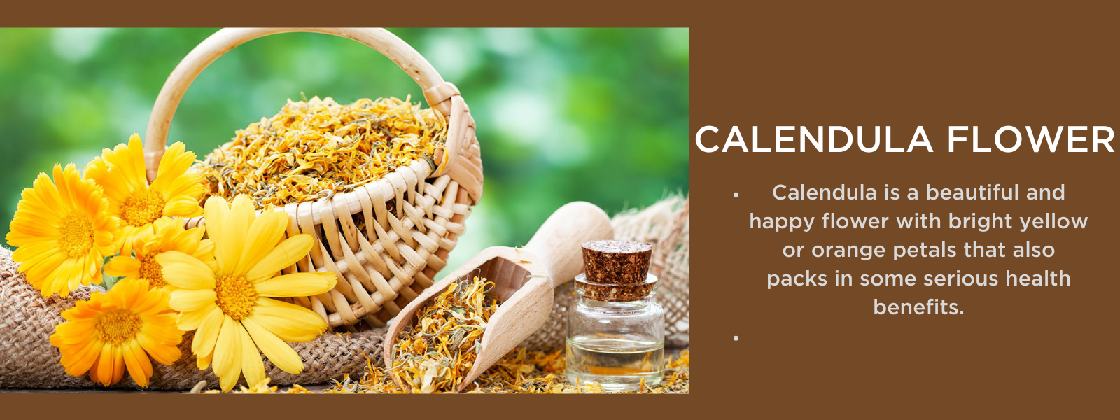 Calendula, Description, Uses, & Facts