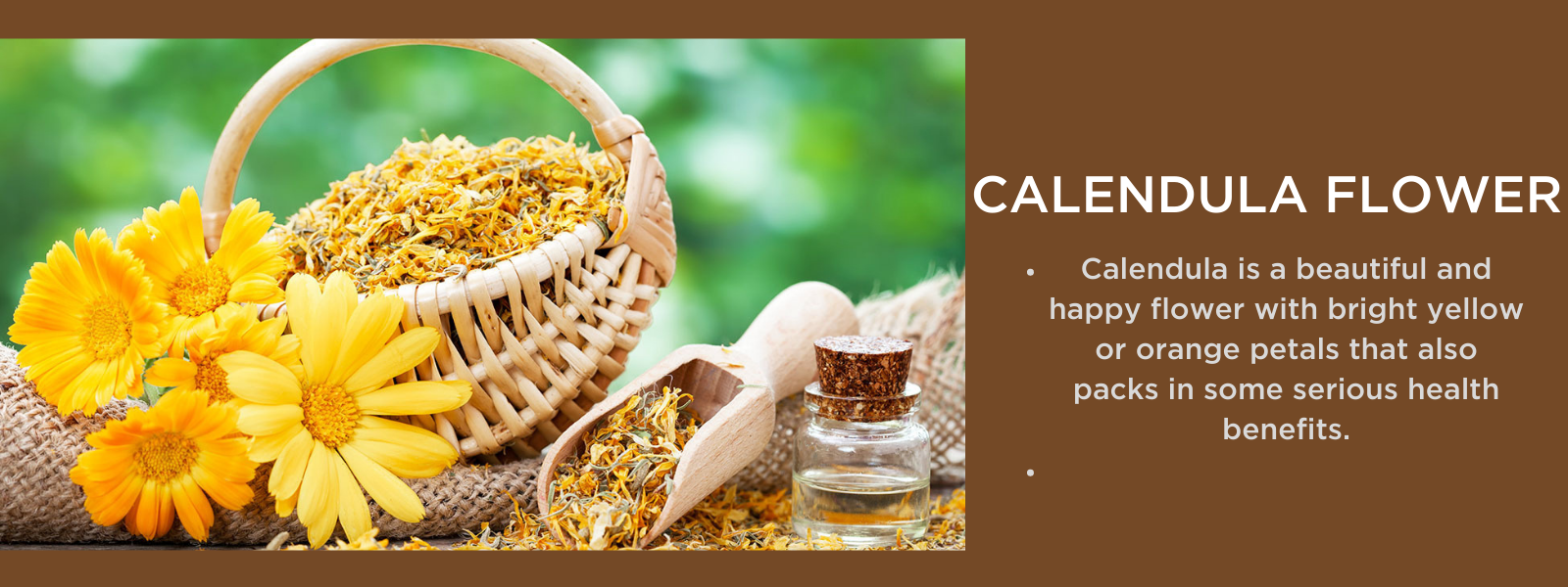 Calendula flower- Health Benefits, Uses and Important Facts