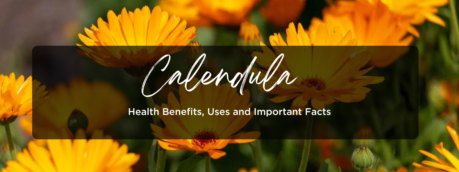 Calendula Health Benefits, Uses and Important Facts PotsandPans India