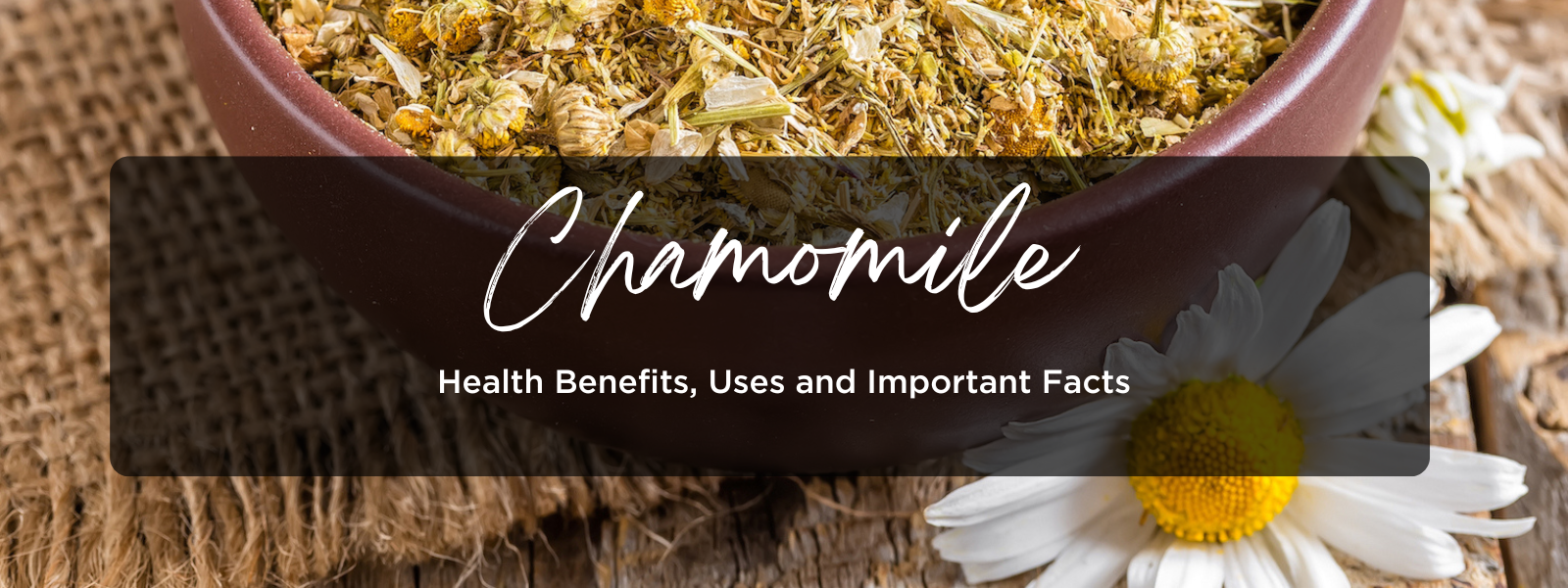 Chamomile- Health Benefits, Uses and Important Facts