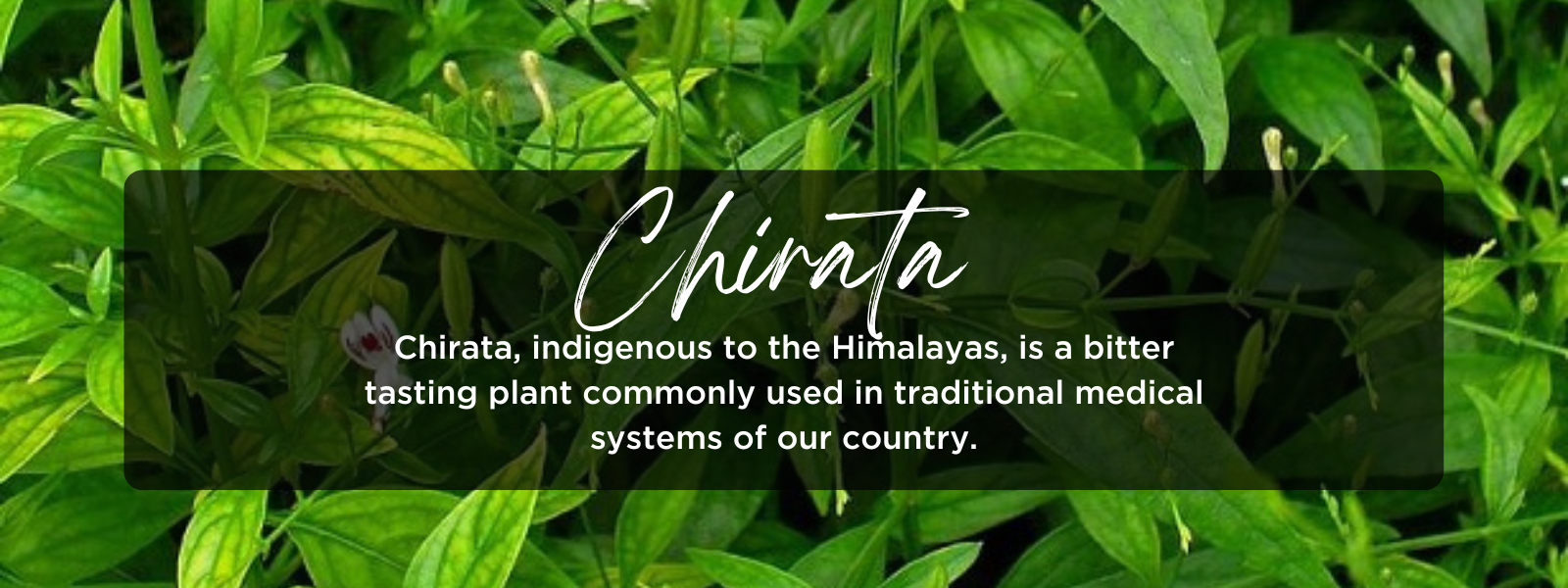 Chirata- Health Benefits, Uses and Important Facts