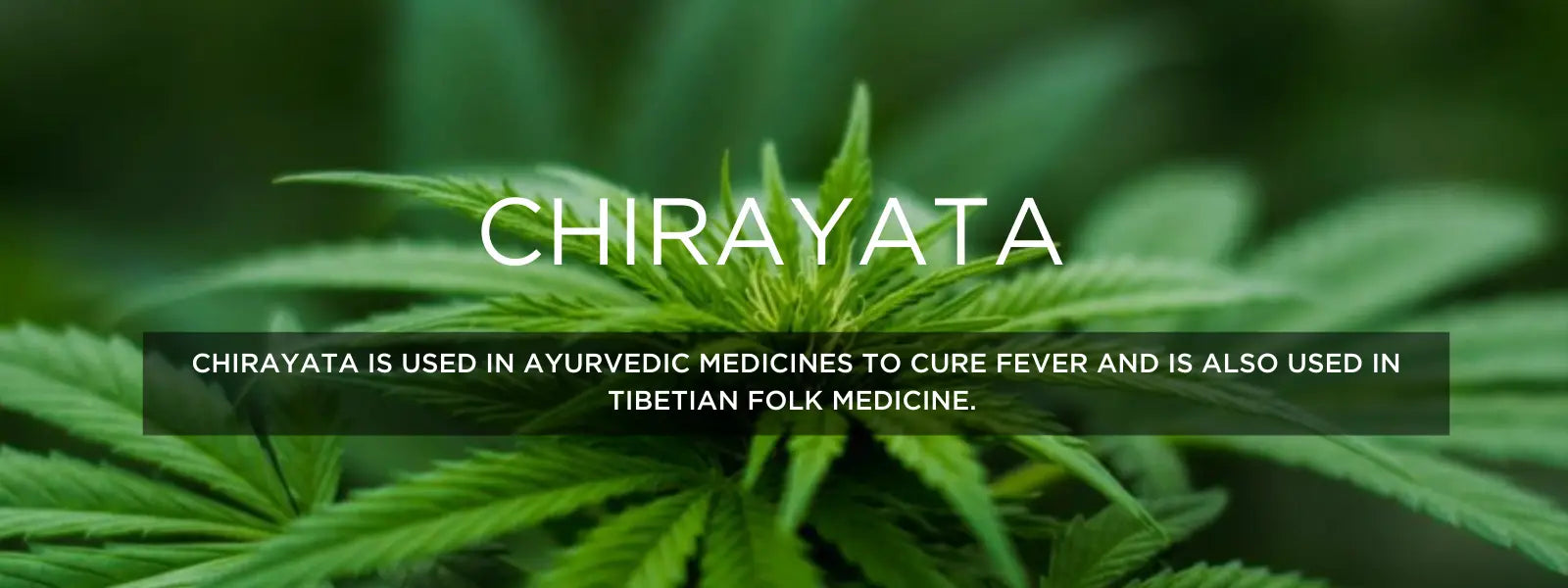 Chirayata- Health Benefits, Uses and Important Facts