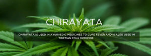 Chirayata- Health Benefits, Uses and Important Facts