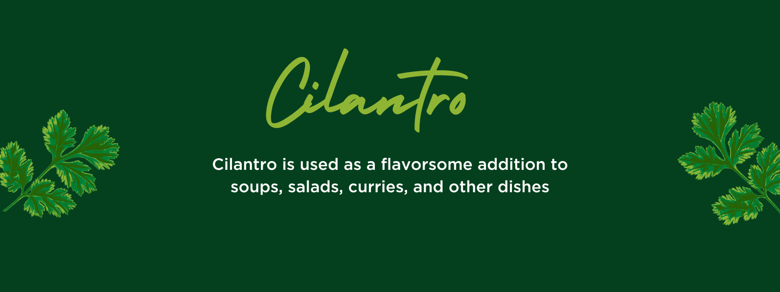 Cilantro - Health Benefits, Uses and Important Facts