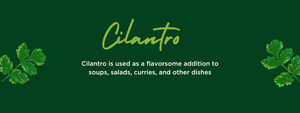 Cilantro - Health Benefits, Uses and Important Facts