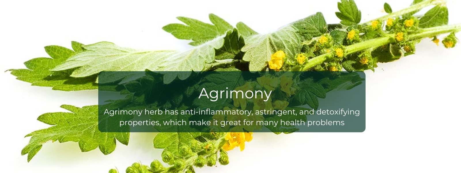 Agrimony - Health Benefits, Uses and Important Facts