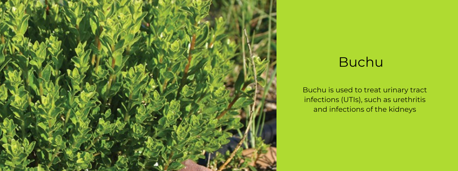 Buchu - Health Benefits, Uses and Important Facts
