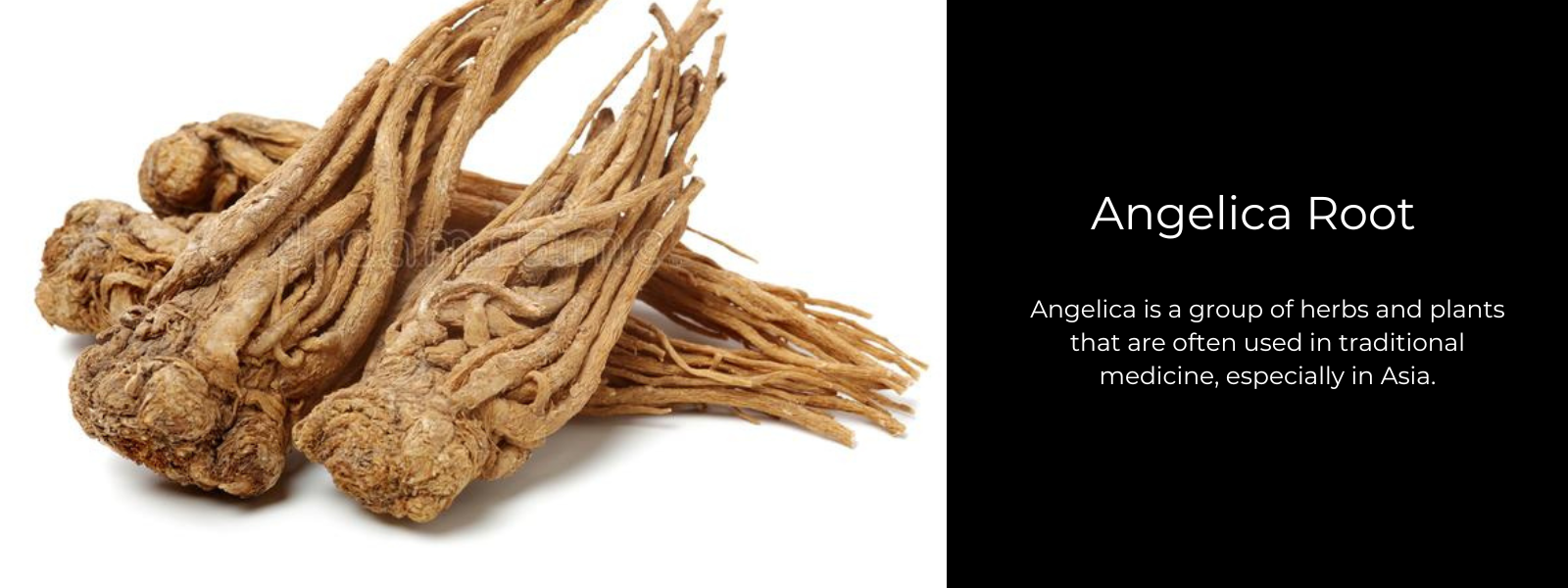 Angelica Root - Health Benefits, Uses and Important Facts