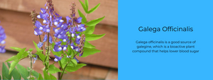 Galega Officinalis - Health Benefits, Uses and Important Facts