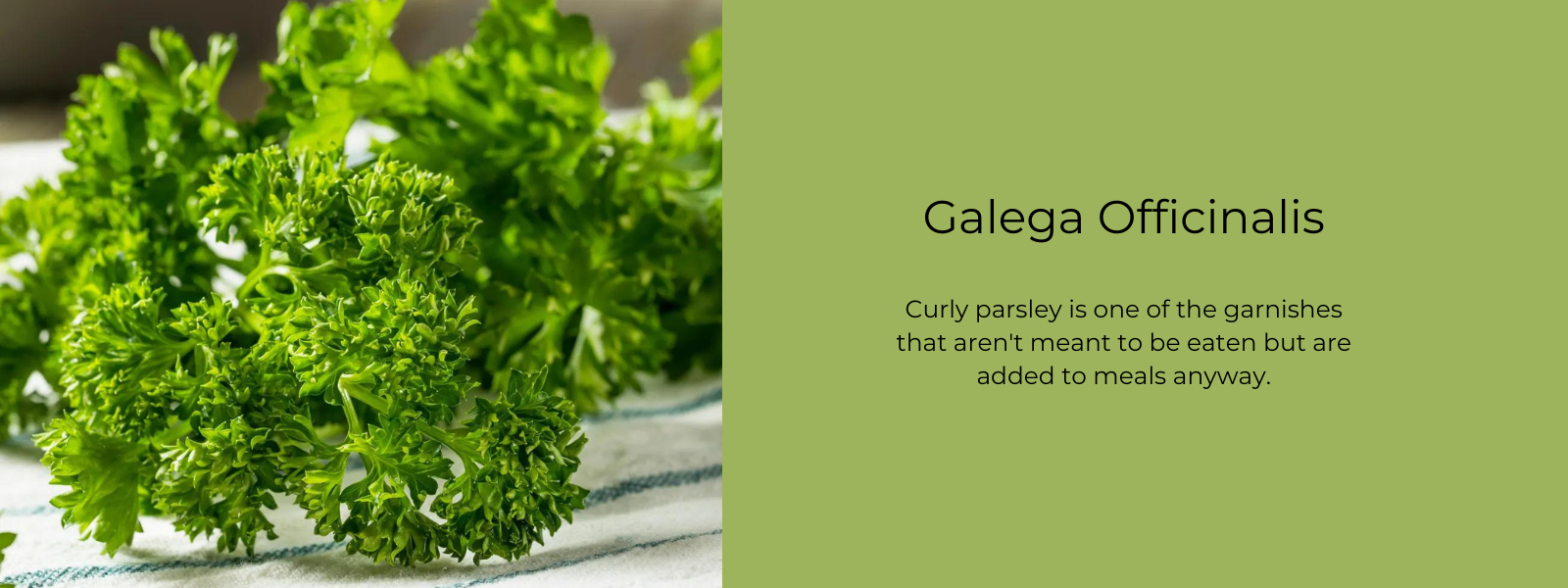 Curly Parsley - Health Benefits, Uses and Important Facts