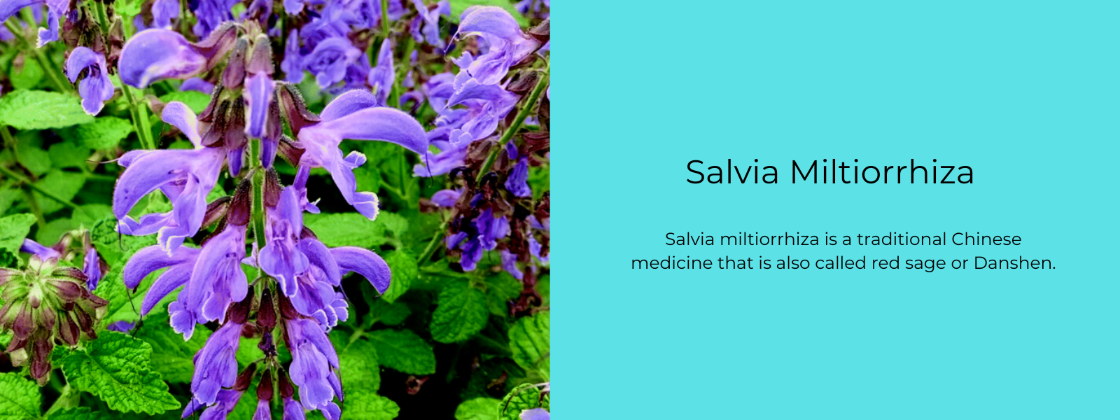 Salvia Miltiorrhiza - Health Benefits, Uses and Important Facts
