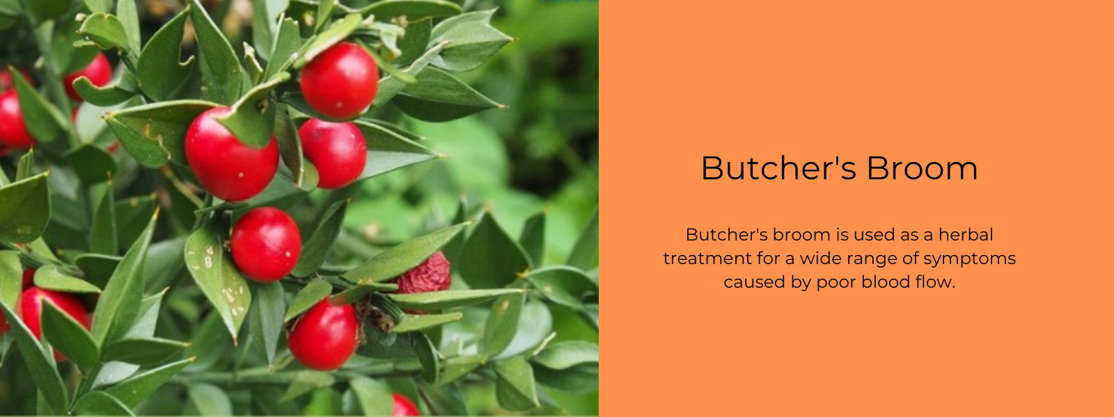 Butcher's Broom - Health Benefits, Uses and Important Facts
