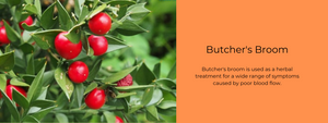 Butcher's Broom - Health Benefits, Uses and Important Facts