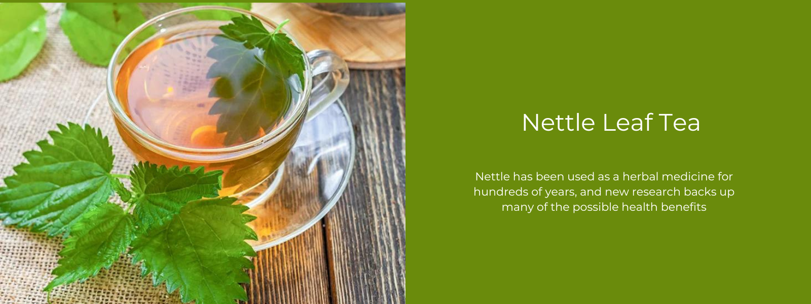 Nettle Leaf Tea - Health Benefits, Uses and Important Facts