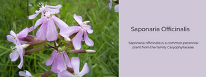 Saponaria Officinalis - Health Benefits, Uses and Important Facts