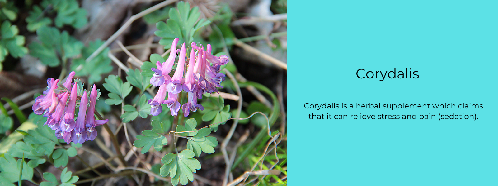 Corydalis - Health Benefits, Uses and Important Facts