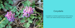 Corydalis - Health Benefits, Uses and Important Facts