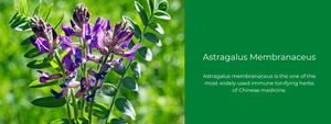 Astragalus Membranaceus - Health Benefits, Uses and Important Facts