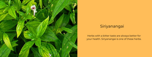 Siriyanangai - Health Benefits, Uses and Important Facts