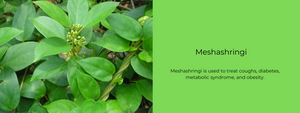 Meshashringi - Health Benefits, Uses and Important Facts