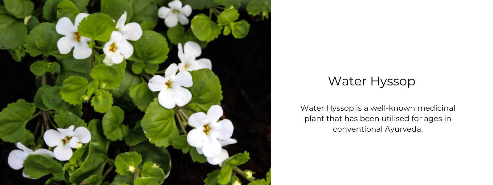 Water Hyssop - Health Benefits, Uses and Important Facts