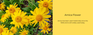 Arnica Flower- Health Benefits, Uses and Important Facts