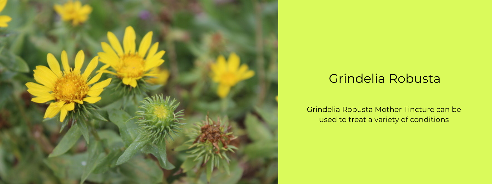 Grindelia Robusta - Health Benefits, Uses and Important Facts