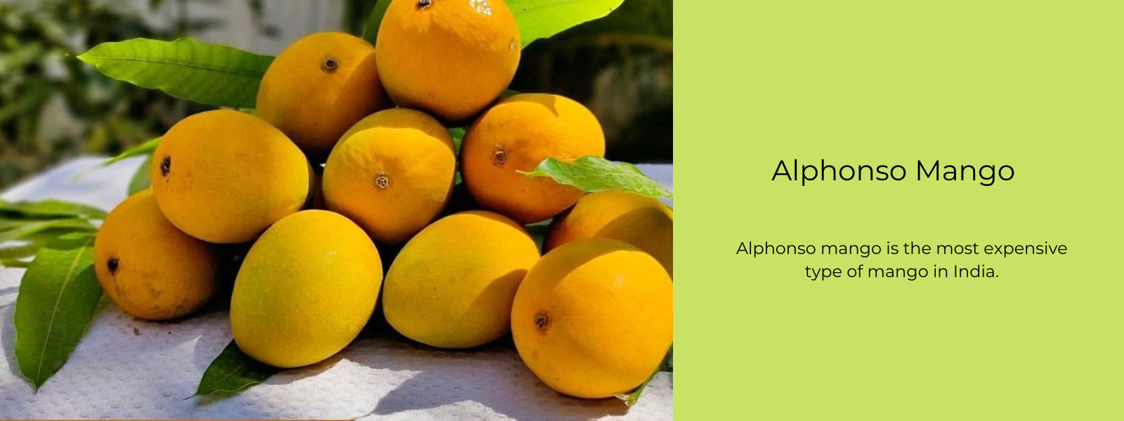 Alphonso Mango - Health Benefits, Uses and Important Facts