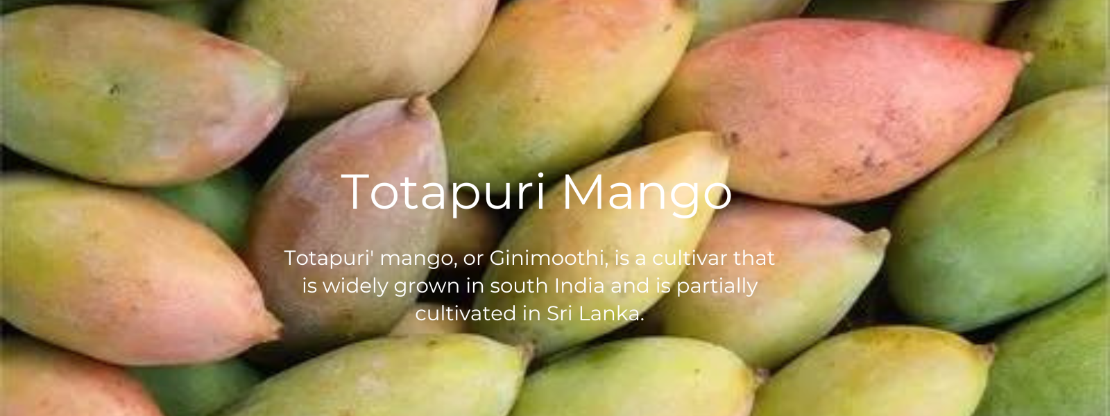 Totapuri Mango - Health Benefits, Uses and Important Facts