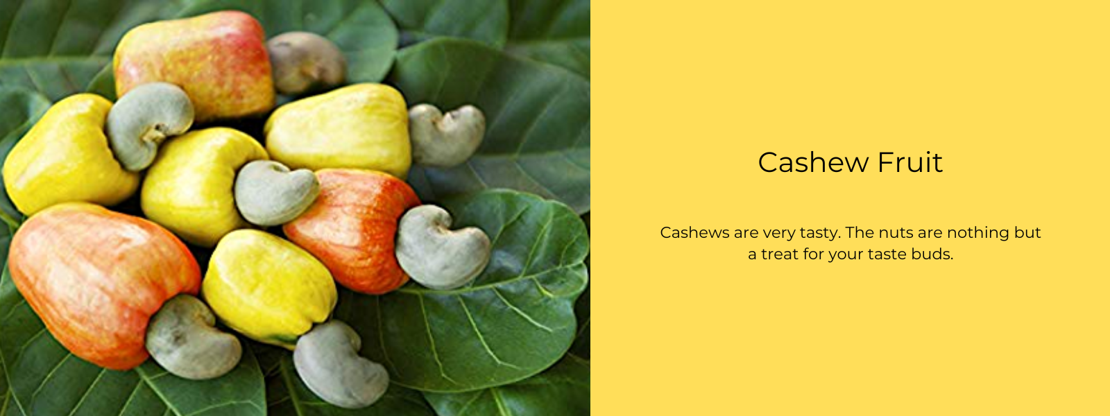 Cashew Fruit - Health Benefits, Uses and Important Facts
