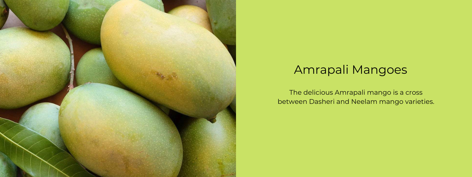 Amrapali Mangoes - Health Benefits, Uses and Important Facts