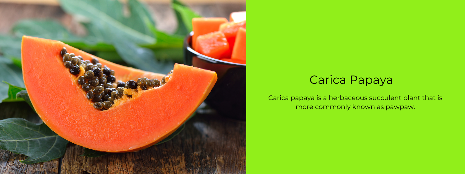 Carica Papaya – Health Benefits, Uses and Important Facts